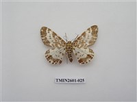 藏品(尺蛾115)的圖片